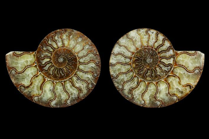 Agatized Ammonite Fossil - Beautiful Preservation #130063